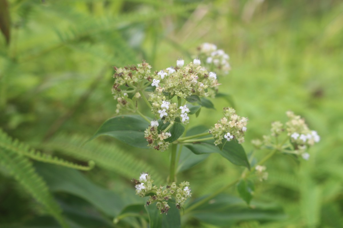 Hedyotis fruticosa L.